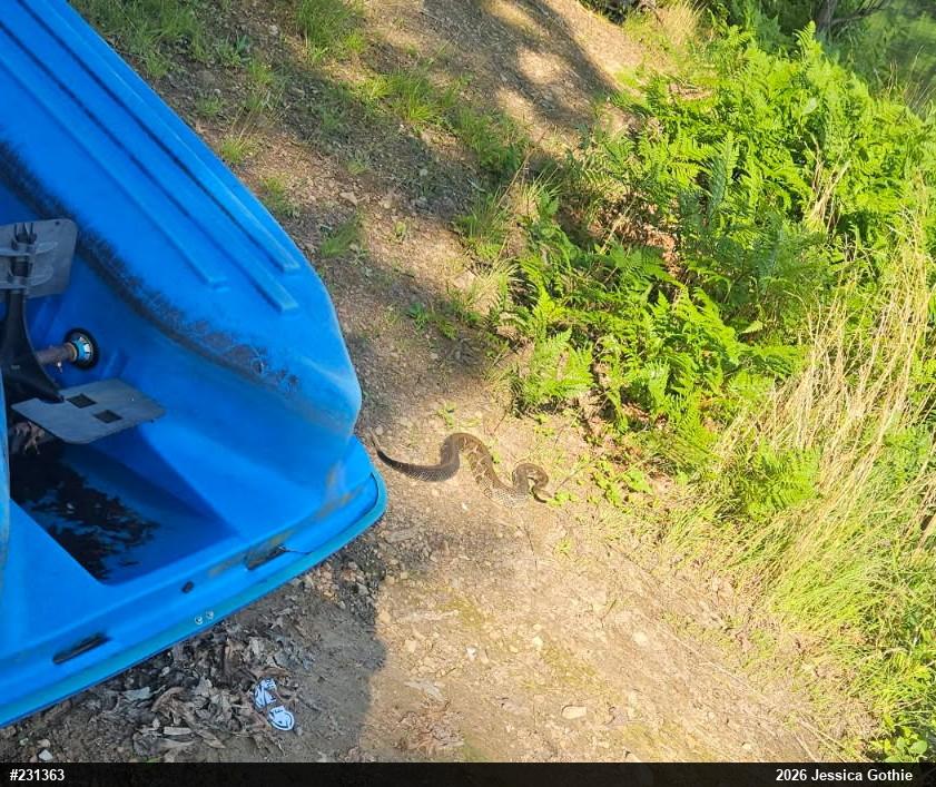 Timber Rattlesnake