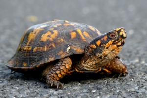 Eastern Box Turtle