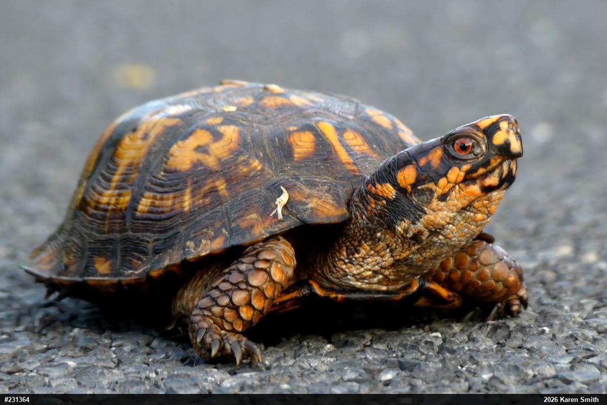 Eastern Box Turtle