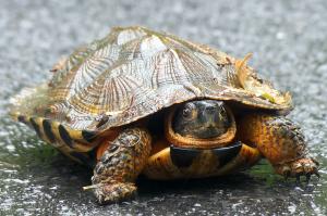 Wood Turtle