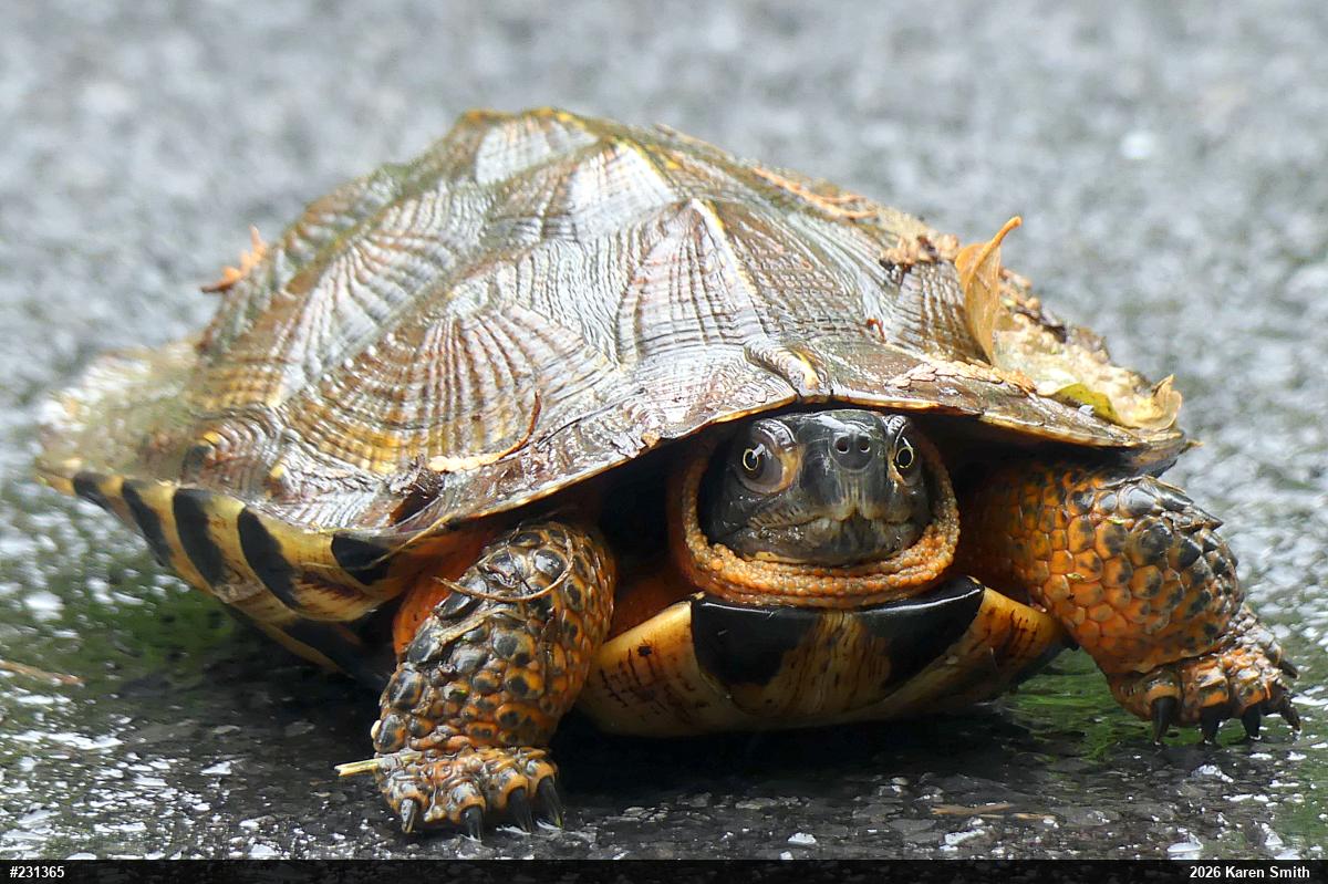 Wood Turtle