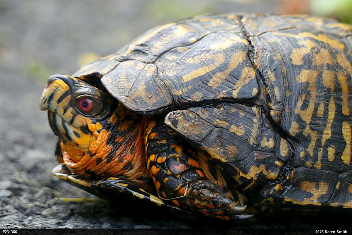 Eastern Box Turtle