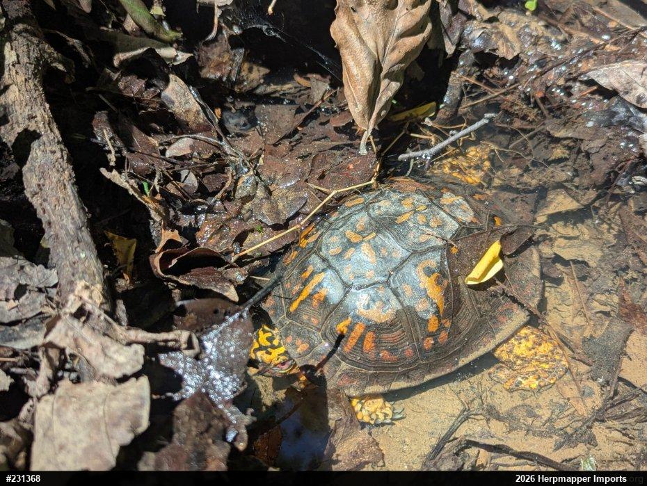 Eastern Box Turtle