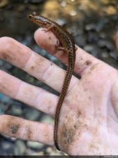 Eastern Long-tailed Salamander