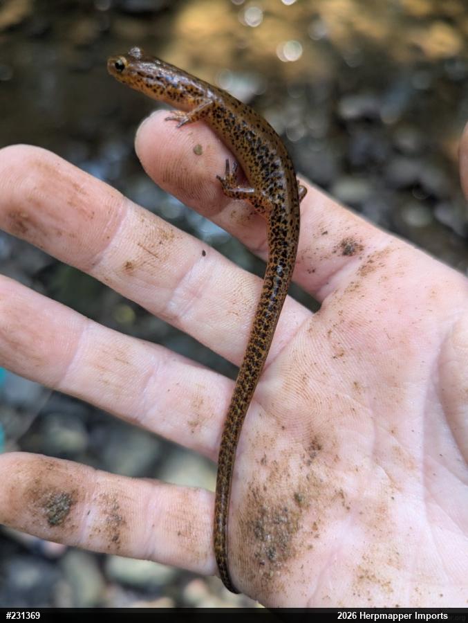 Eastern Long-tailed Salamander