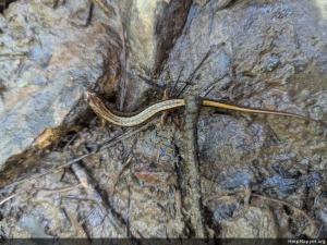 Northern Two-lined Salamander
