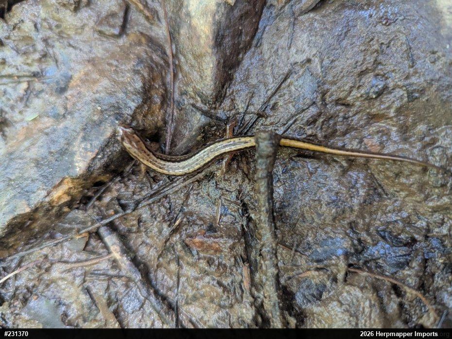 Northern Two-lined Salamander