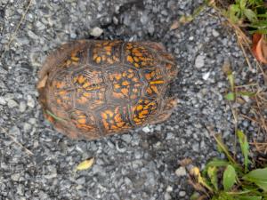 Box Turtles