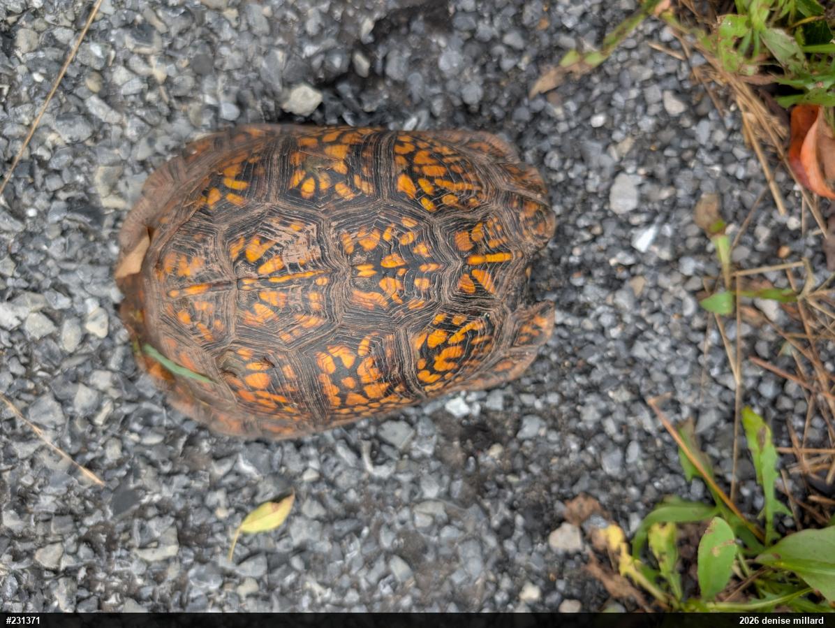 Box Turtles