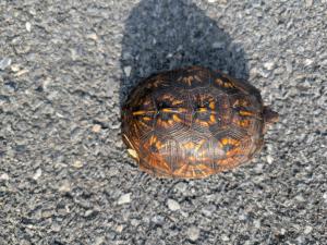 Eastern Box Turtle