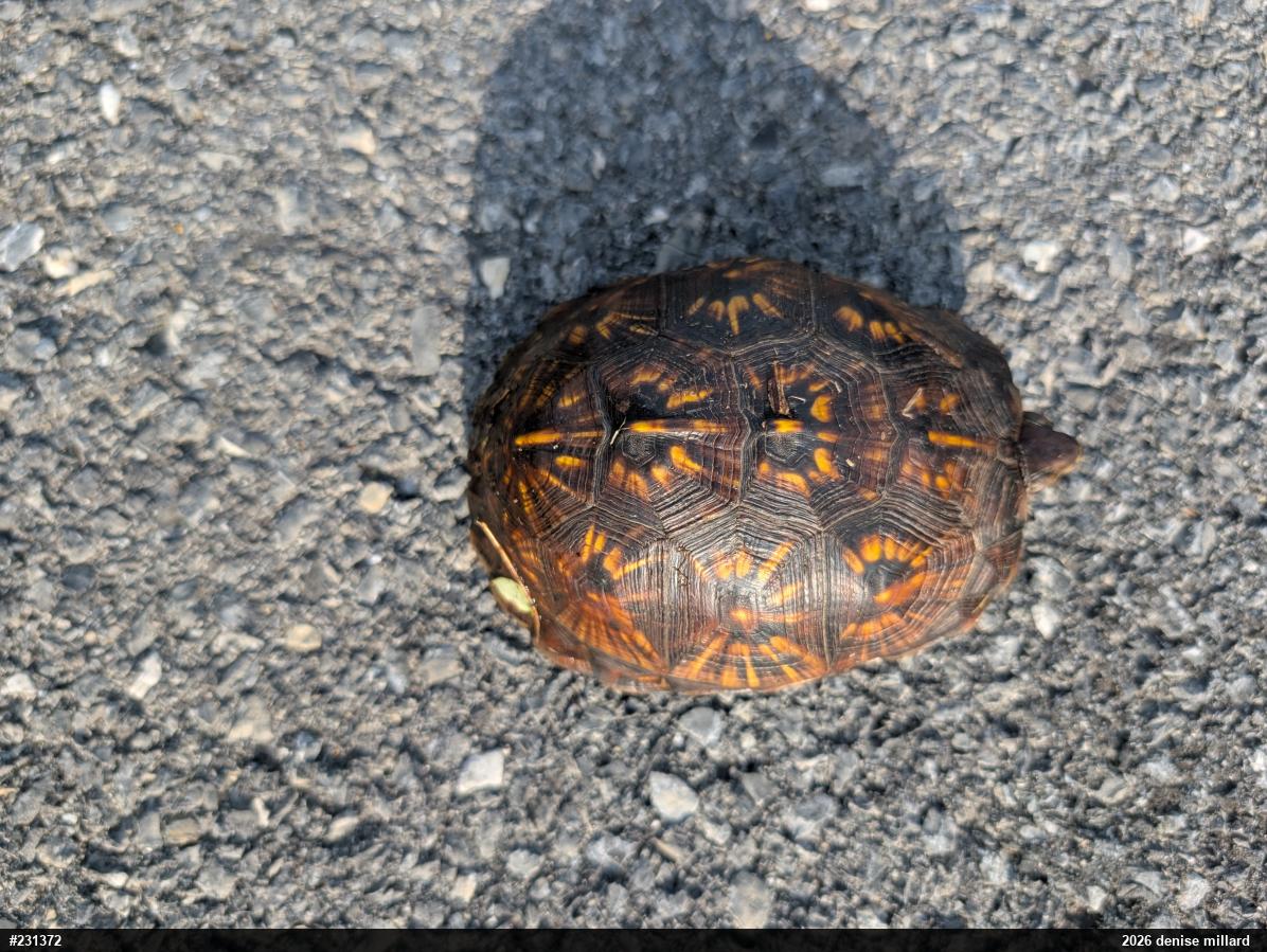 Eastern Box Turtle