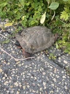Wood Turtle
