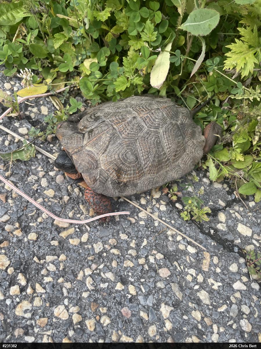 Wood Turtle