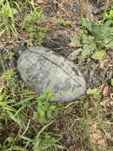 Northern Map Turtle