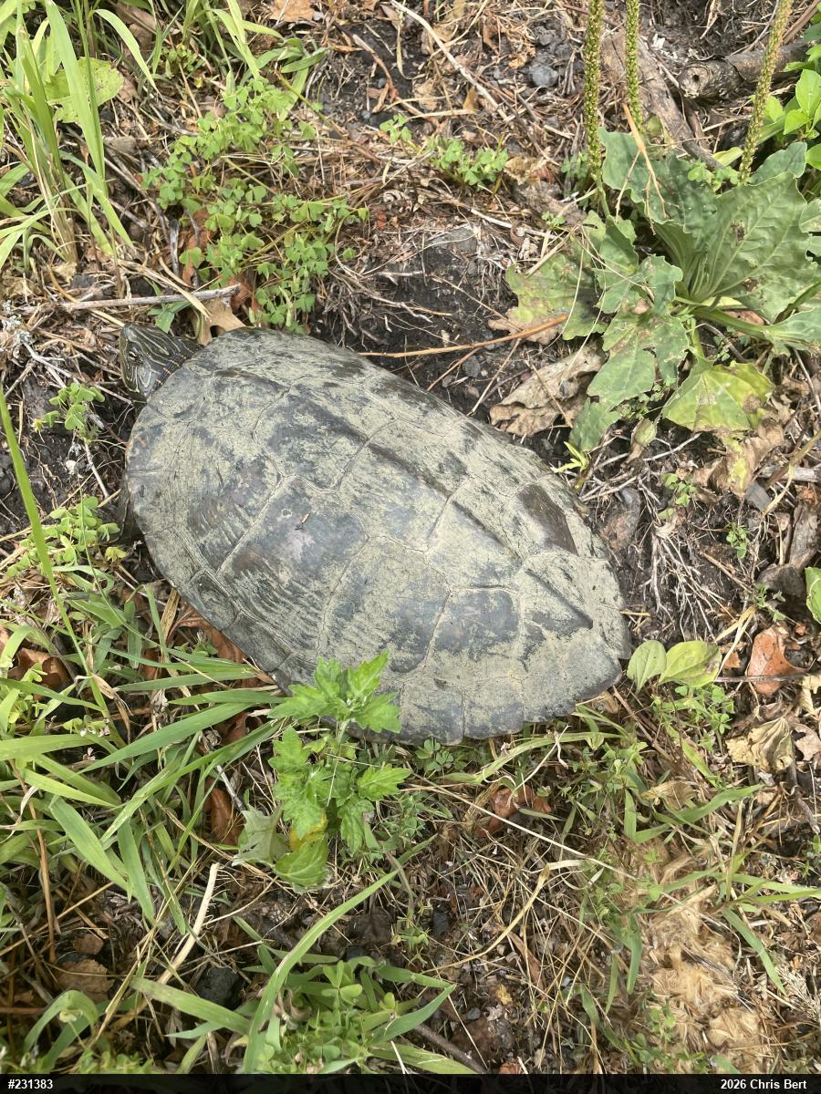 Northern Map Turtle