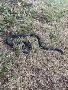 Eastern Ratsnake