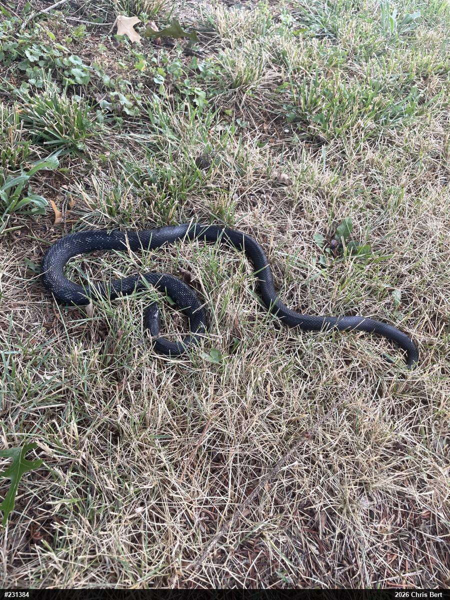 Eastern Ratsnake