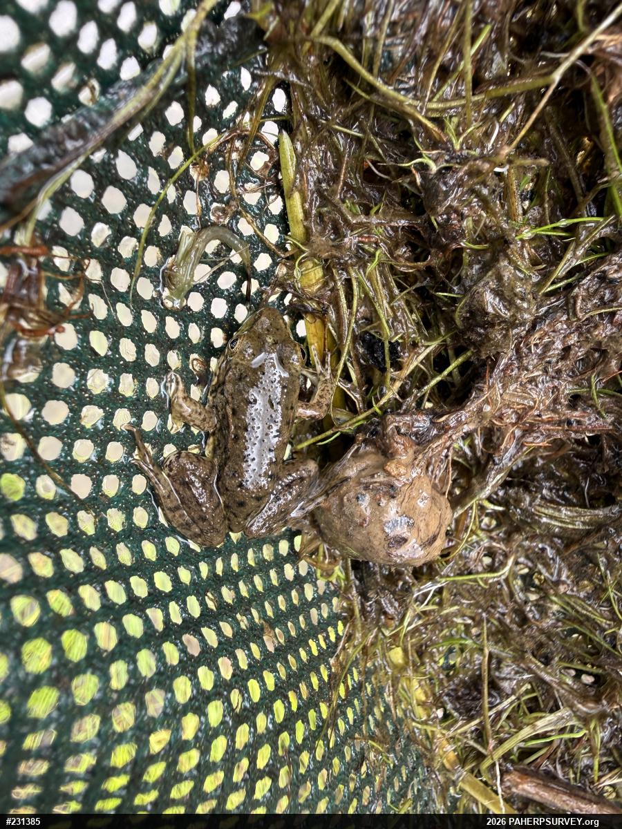 Green Frog