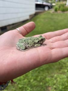 Gray Treefrog