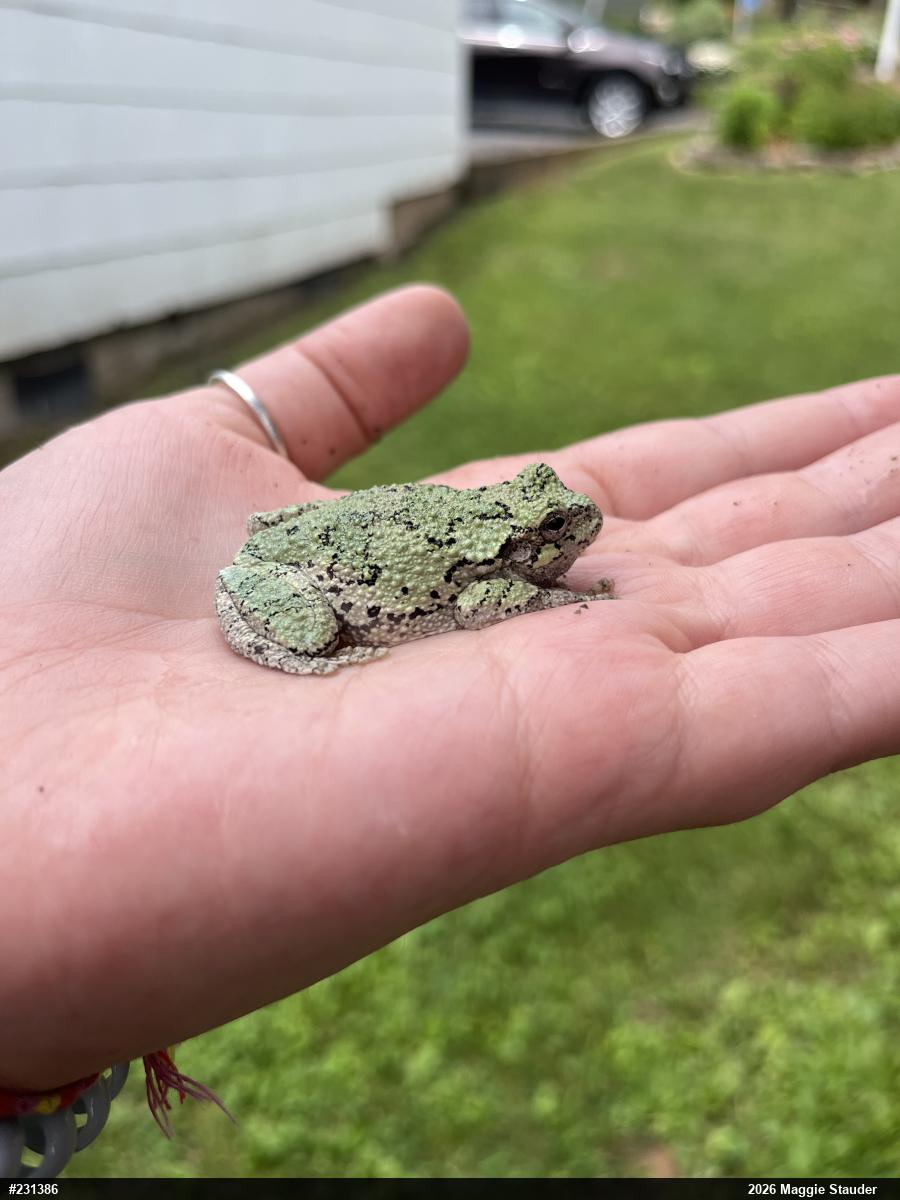Gray Treefrog