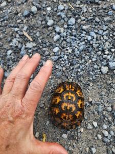 Eastern Box Turtle