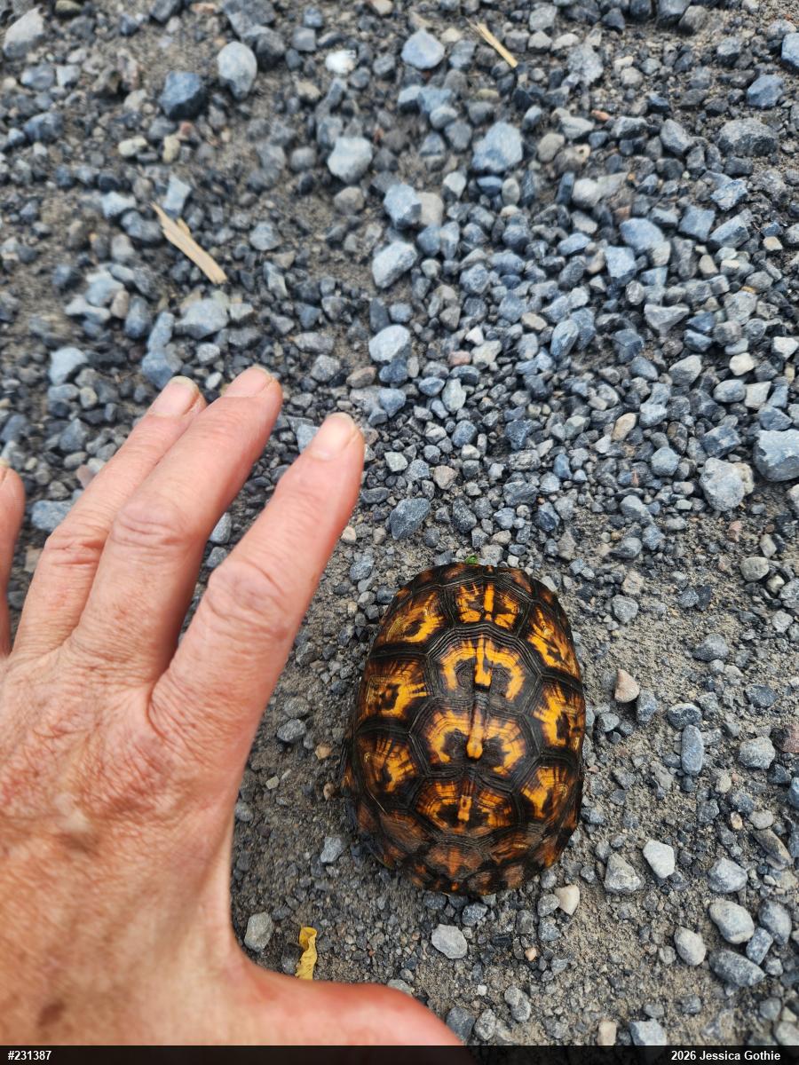 Eastern Box Turtle