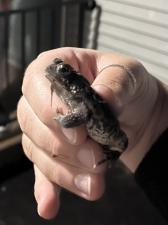 Eastern American Toad