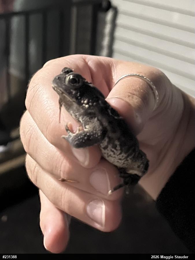 Eastern American Toad