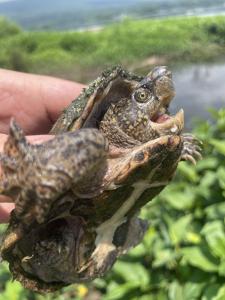 Eastern Musk Turtle