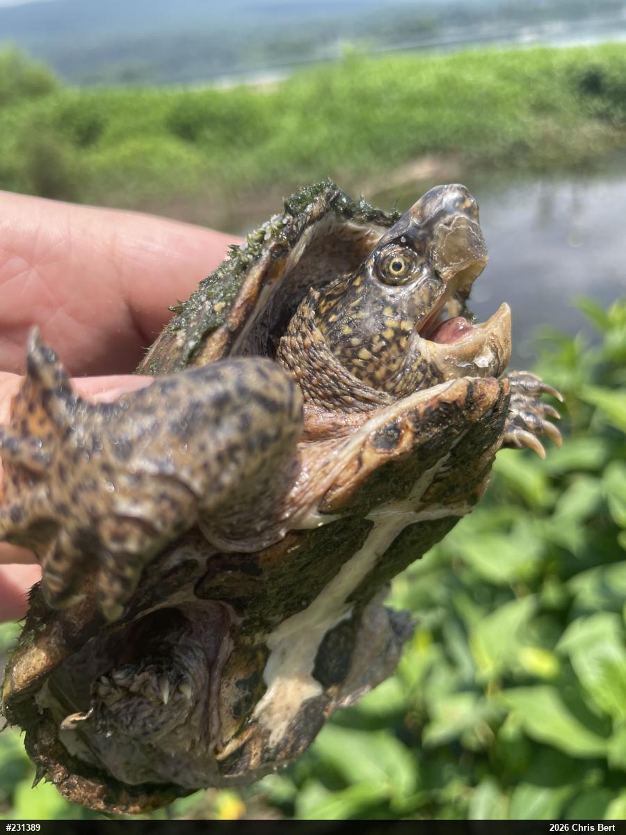 Eastern Musk Turtle
