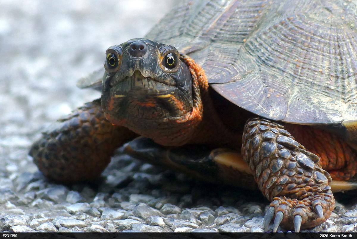 Wood Turtle