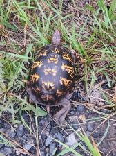 Eastern Box Turtle
