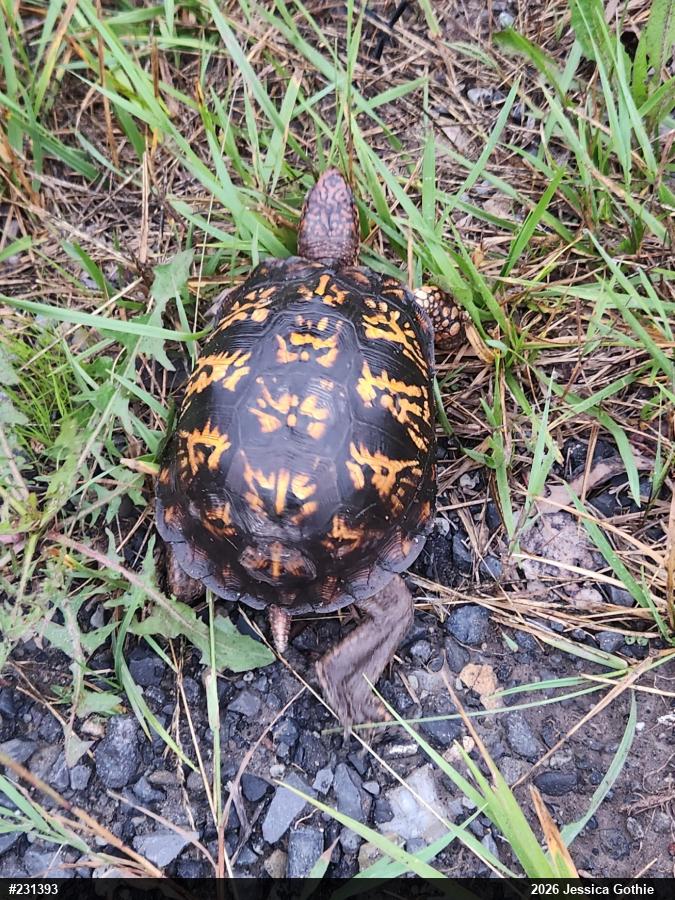 Eastern Box Turtle