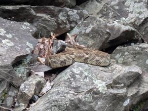 Timber Rattlesnake