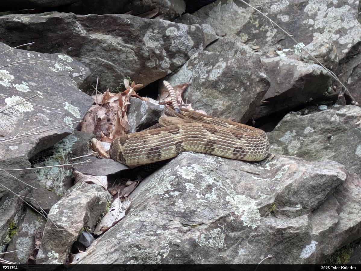 Timber Rattlesnake