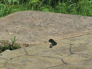 Northern Black Racer