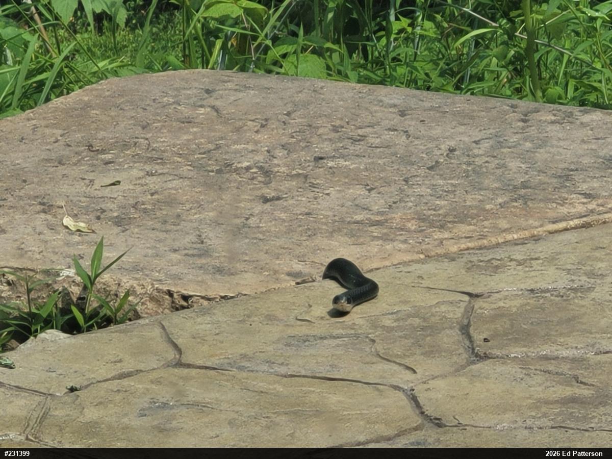 Northern Black Racer