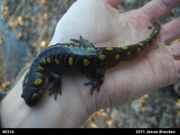 Spotted Salamander