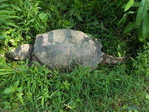 Snapping Turtle