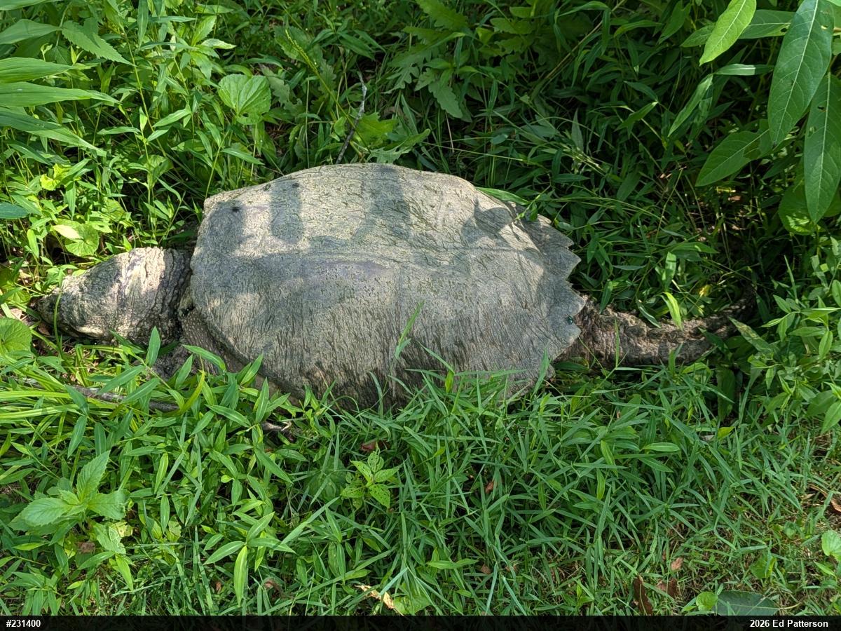 Snapping Turtle