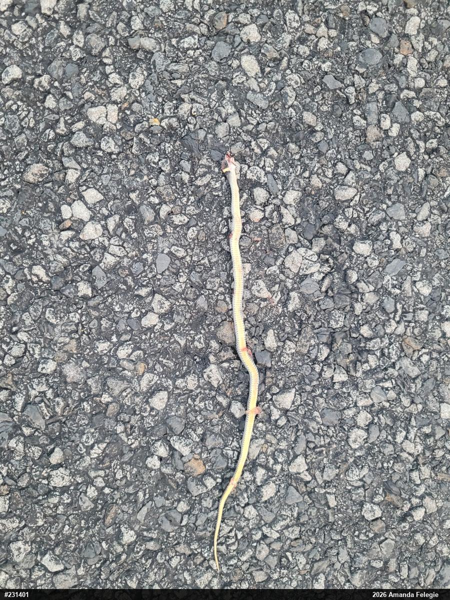 Northern Ring-necked Snake