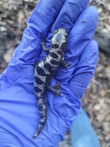 Marbled Salamander