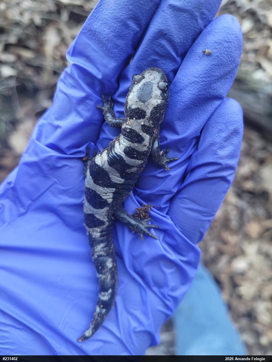 Marbled Salamander