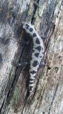 Marbled Salamander