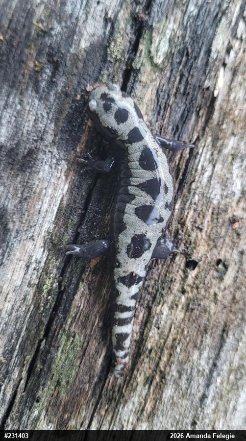 Marbled Salamander