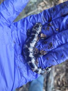 Marbled Salamander