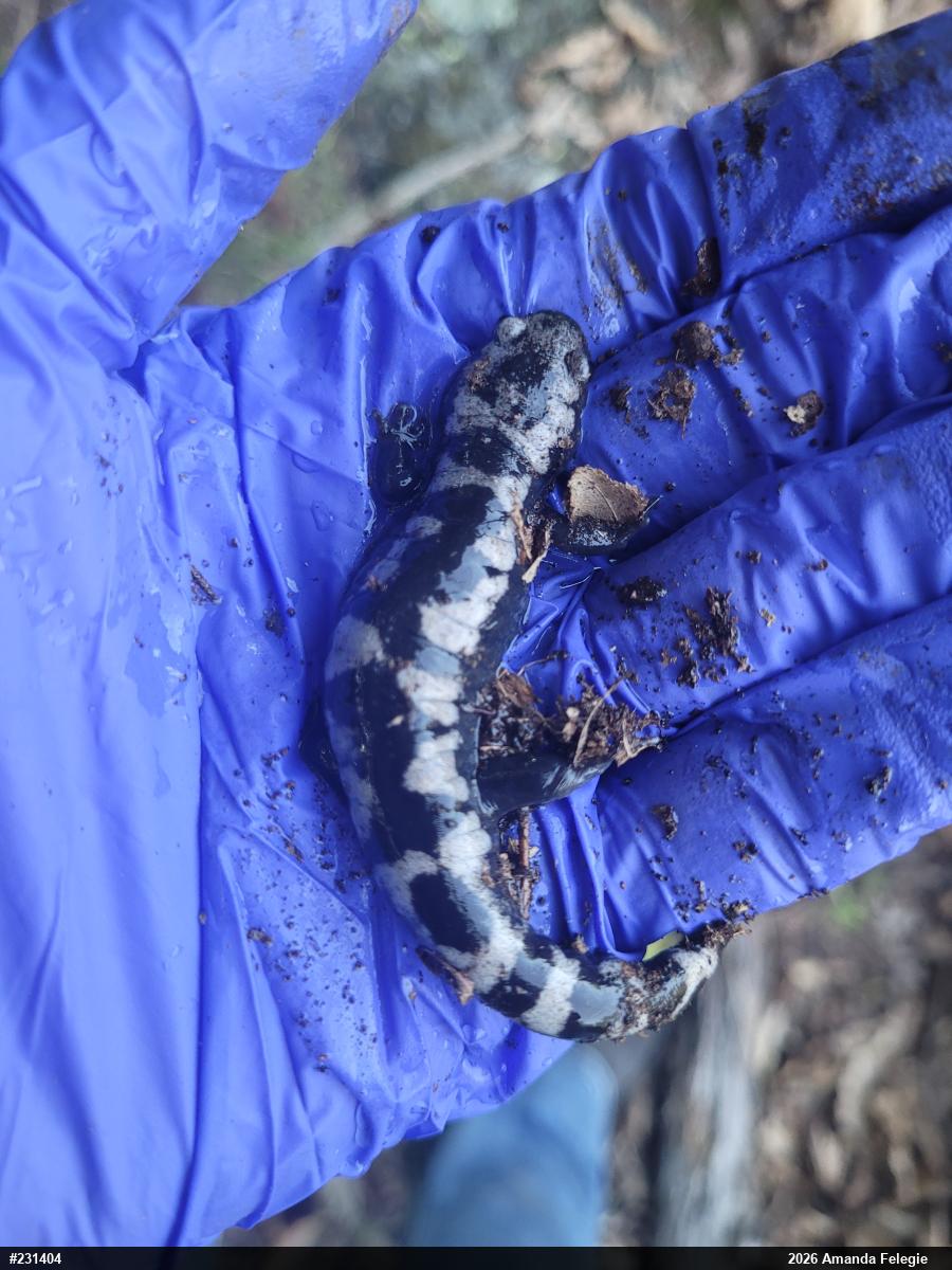 Marbled Salamander