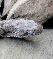Eastern Milksnake