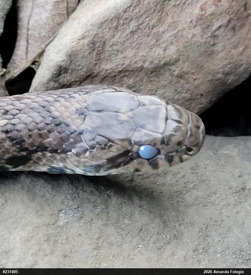 Eastern Milksnake