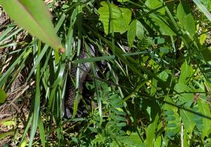 Eastern Ratsnake